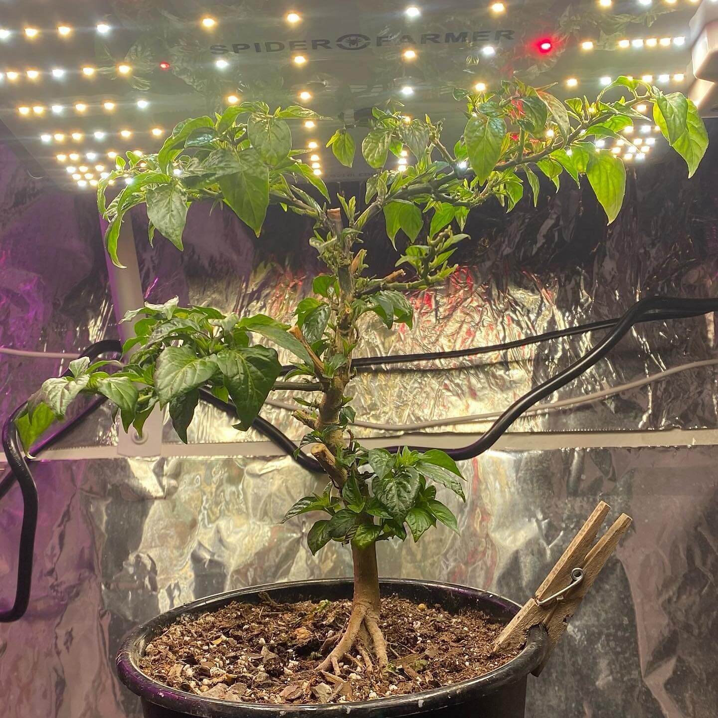 ig@capsaicincultThis one is gonna be a beast once it gets outside!!