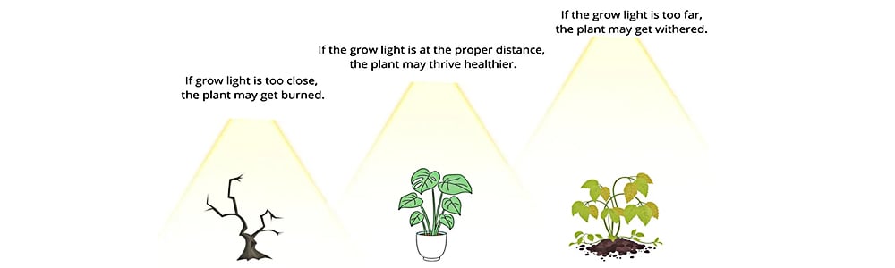 the optimal distance between led grow lights and plants