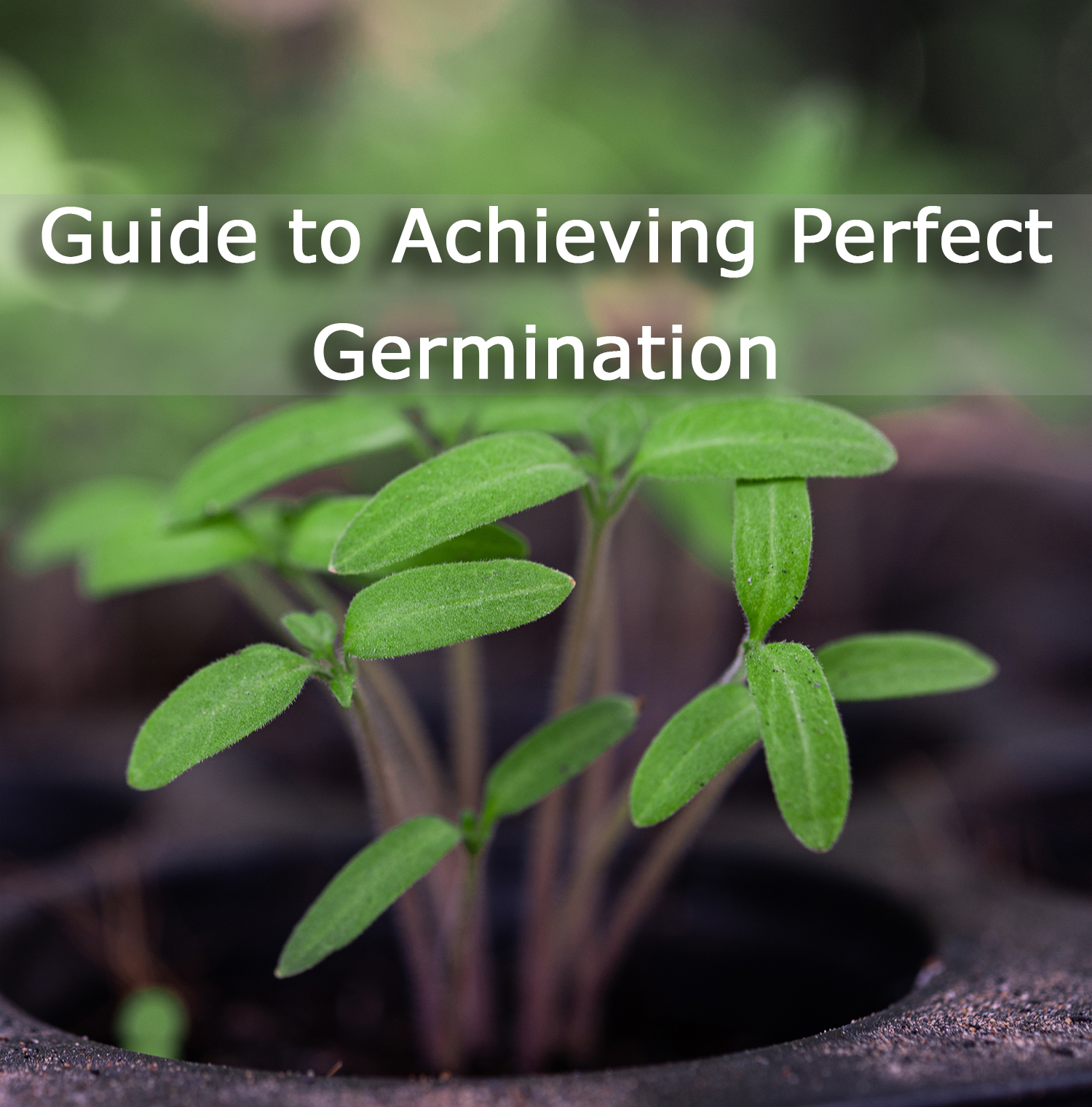 Guide-to-Achieving-Perfect-Germination