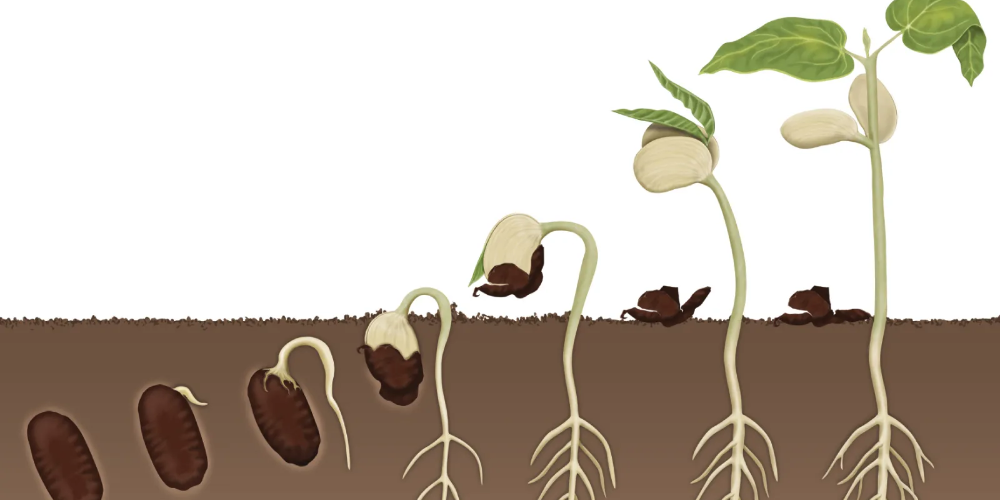 the importance of seed germination