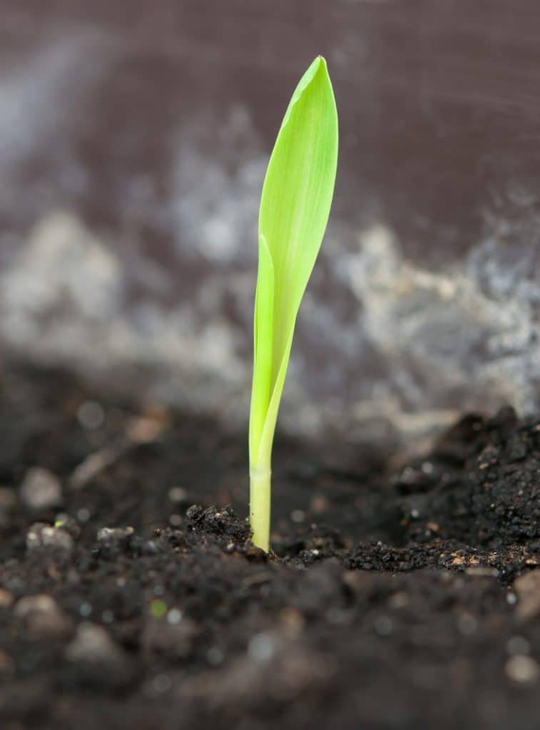 garlic germination