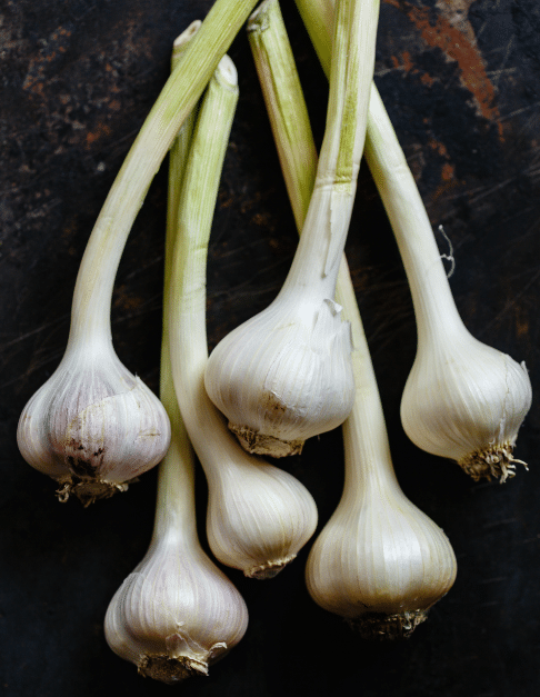 mature garlic