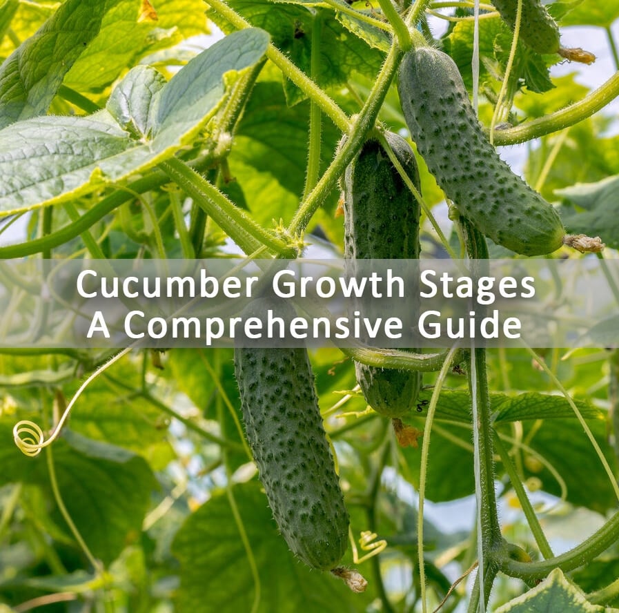 Cucumber-Growth-Stages-A-Comprehensive-Guide
