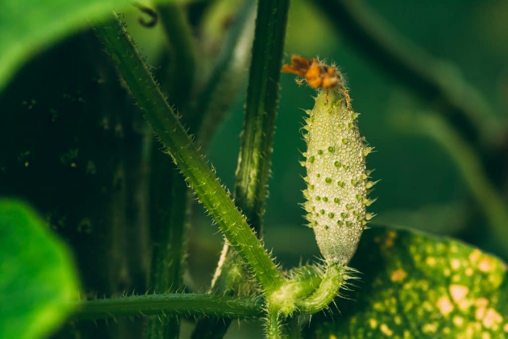 Cucumbers Growing on Vines