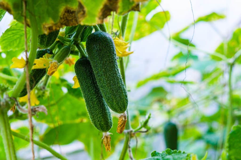 harvesting cucumber