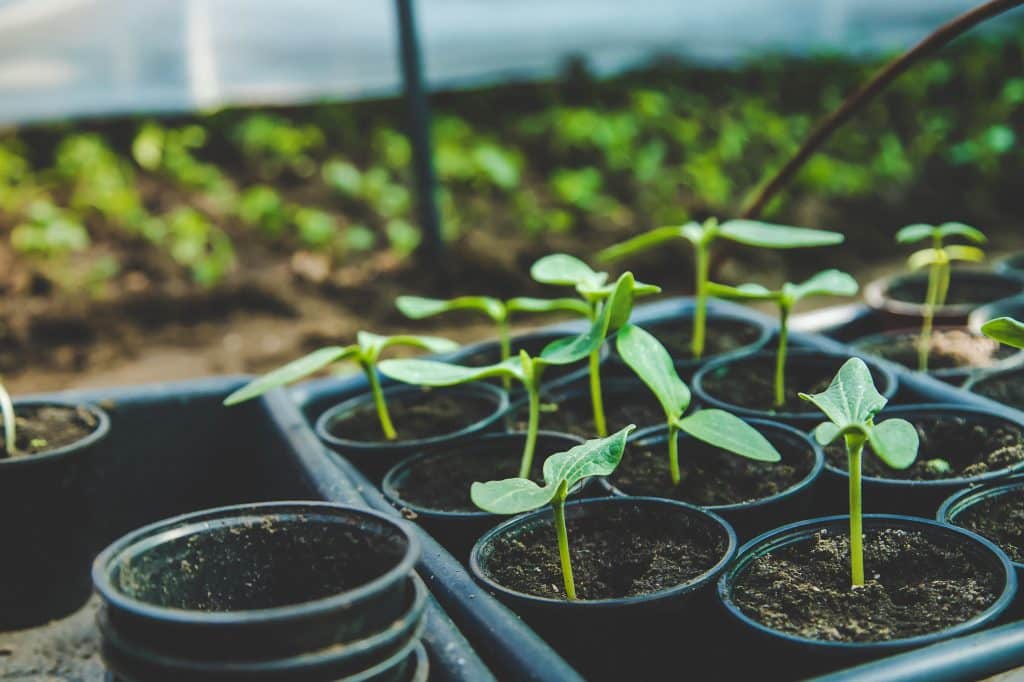 cucumber seedlings