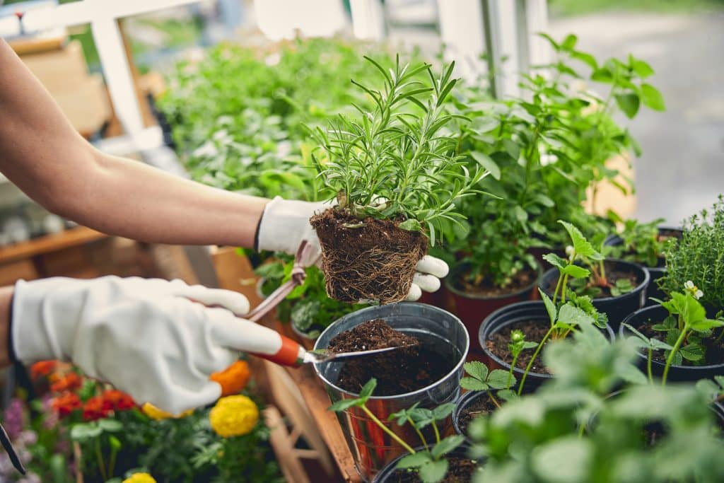 when to transplant seedlings