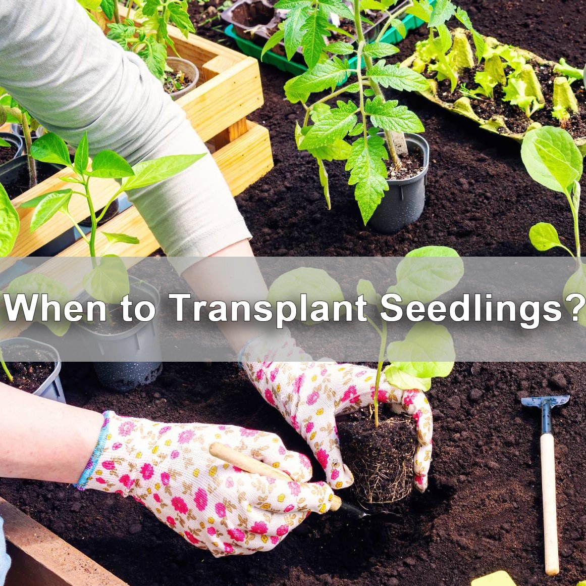 transplanting-seedlings
