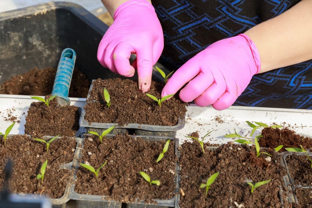 how to transplant seedlings
