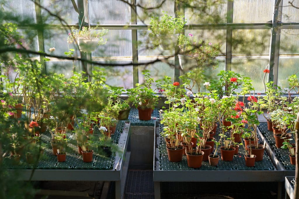 Geranium seedling growing in pots