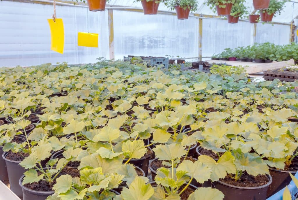 geranium leaves turning yellow