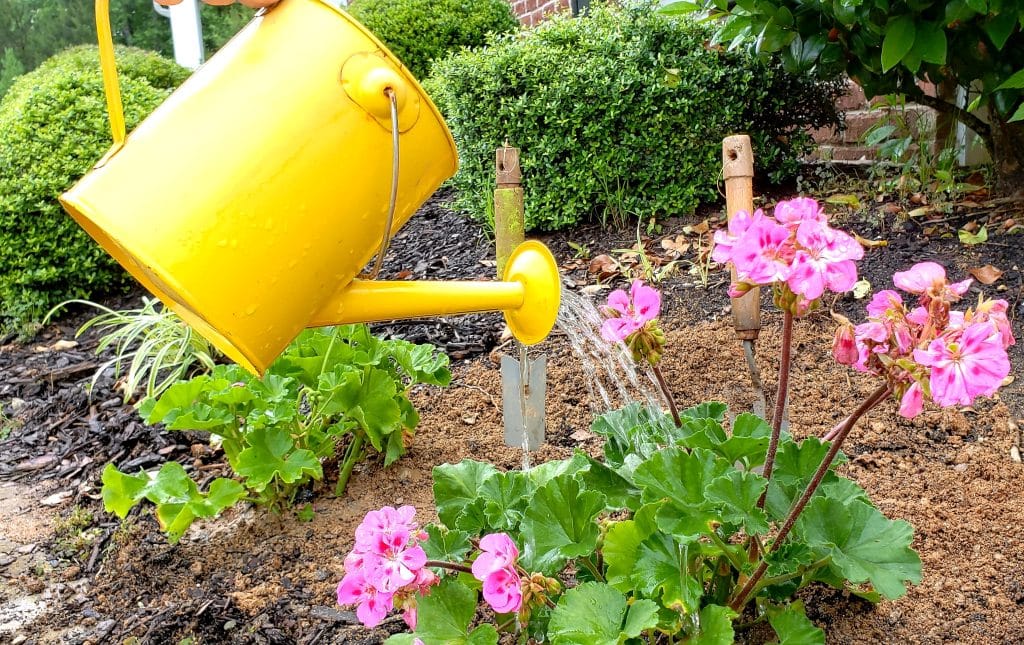 watering geranium