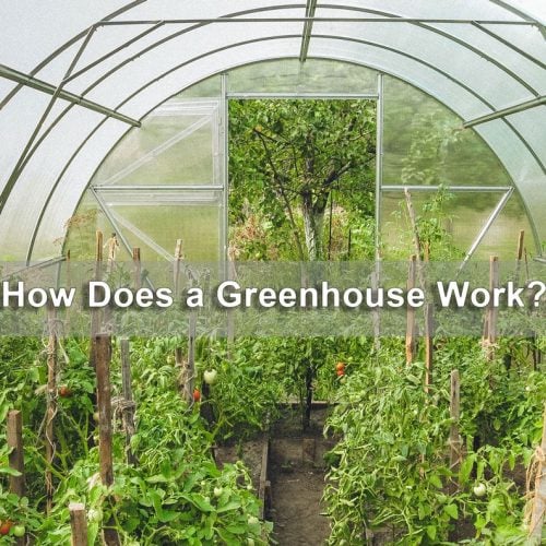 How-Does-a-Greenhouse-Work
