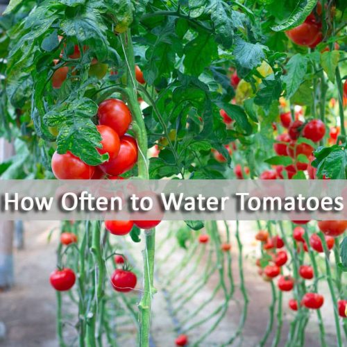 How-Often-to-Water-Tomatoes