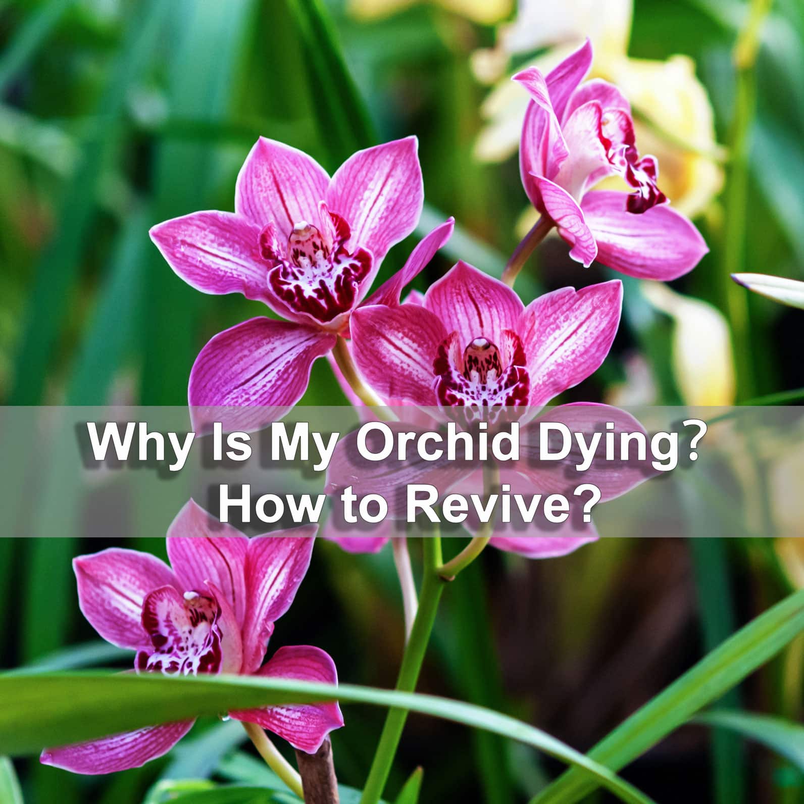 Why-Is-My-Orchid-Dying-and-How-to-Revive
