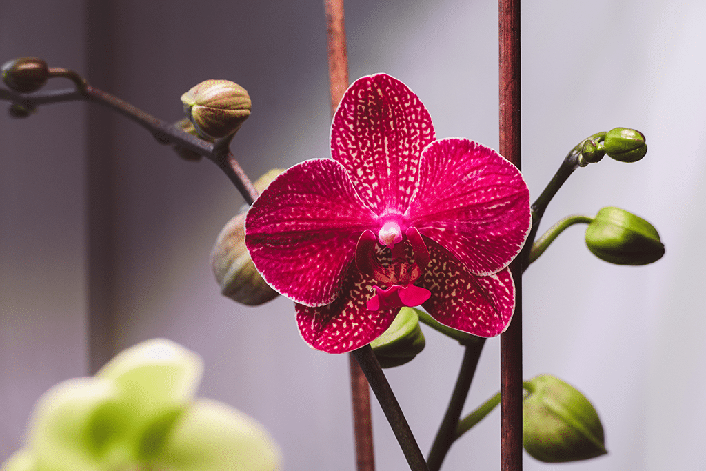 how to bring an orchid back to life