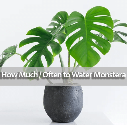 How-Much-&-How-Often-to-Water-Monstera