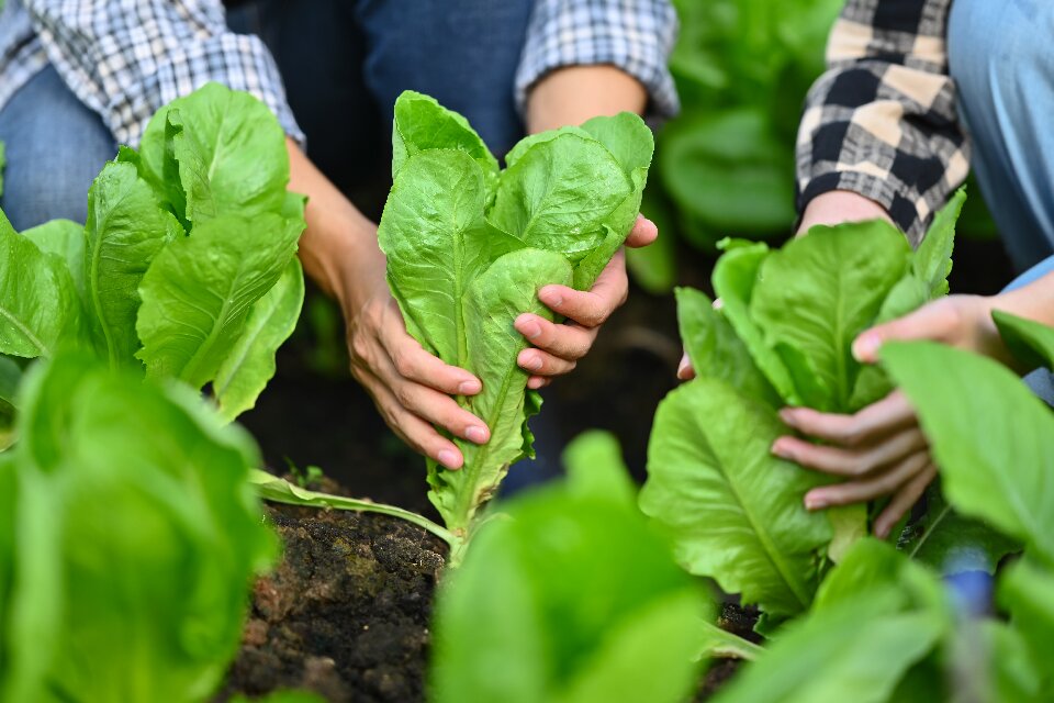 harvesting romaine lettuce