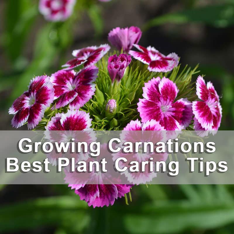 Growing Carnations & Best Plant Caring Tips