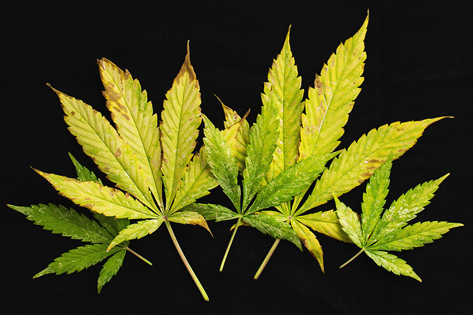 cannabis nutrient deficiency