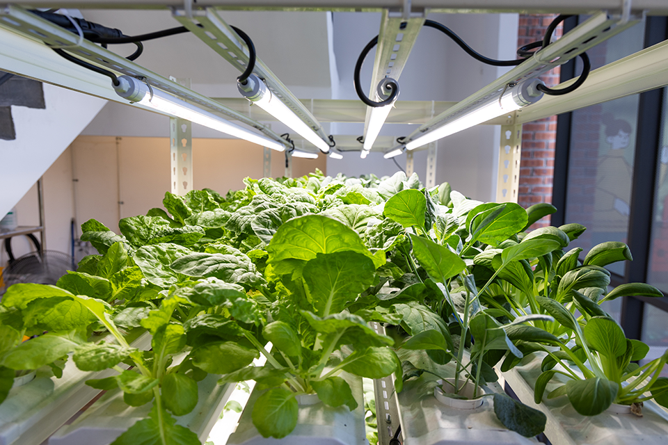 growing romaine lettuce indoors