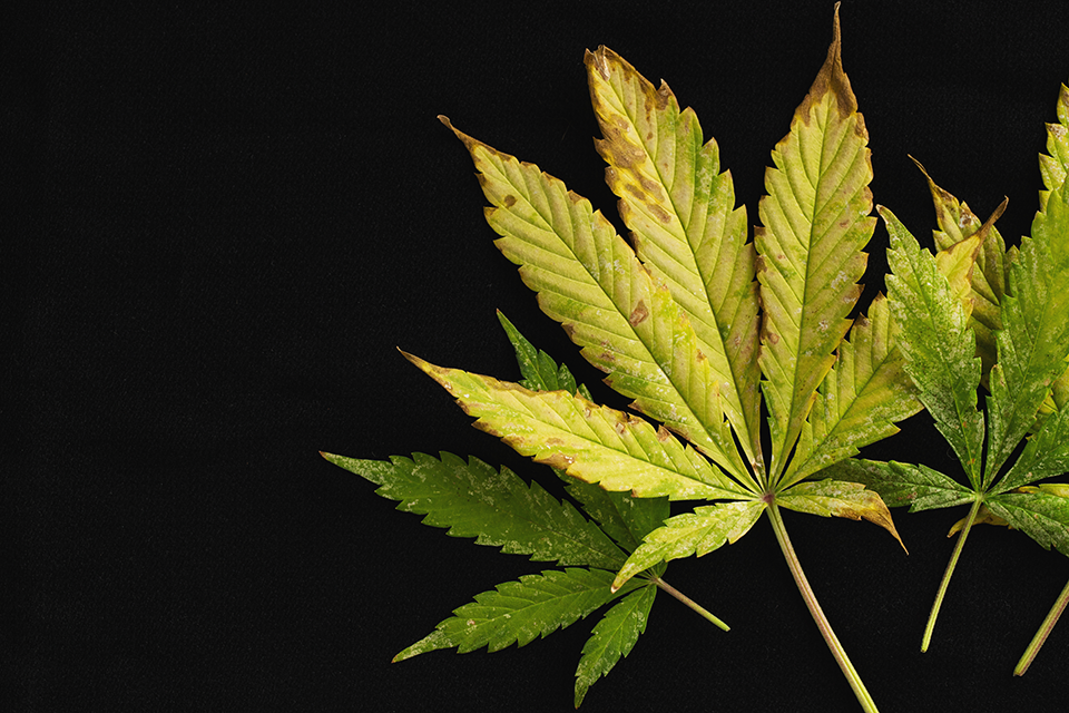 brown spots on cannabis leaves