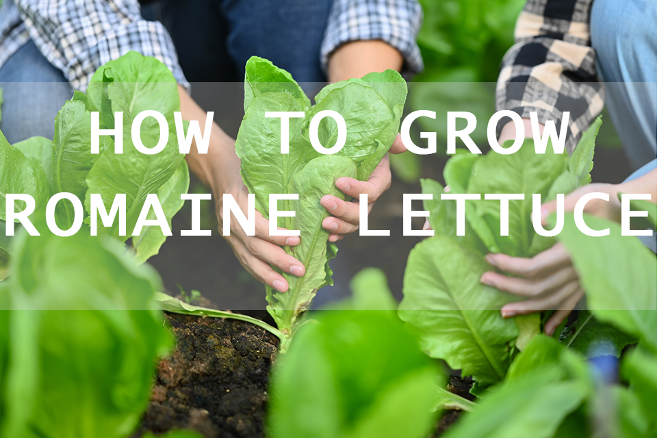 how to grow romaine lettuce