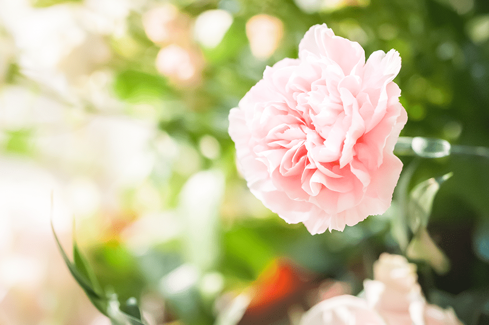 pink-carnation