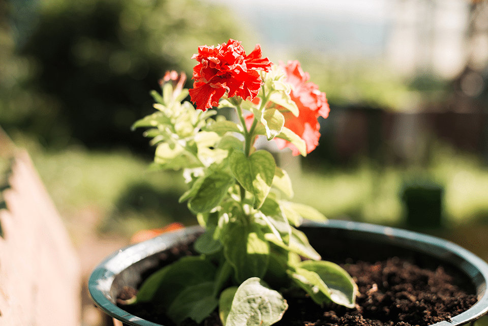 growing carnations