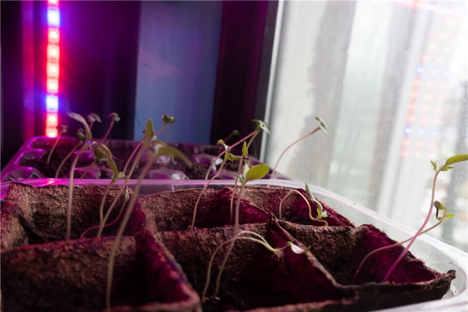 Are Grow Lights Used for Szuchini Seed Starting