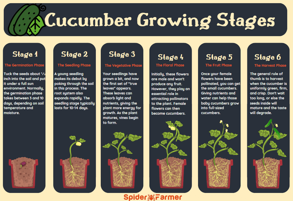 Cucumber Plant Stages Picture