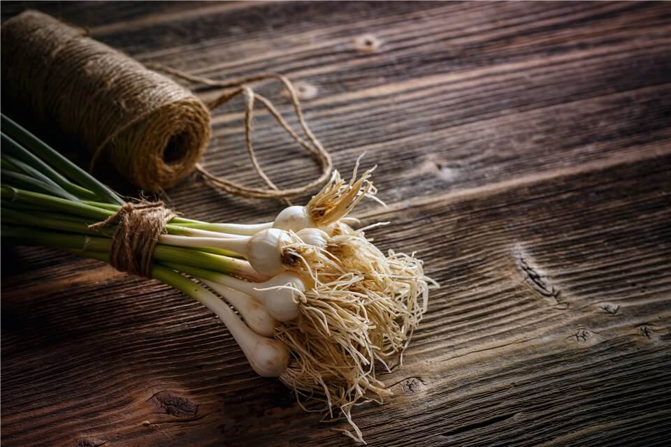 Garlic Life Cycle - Young Bulbs