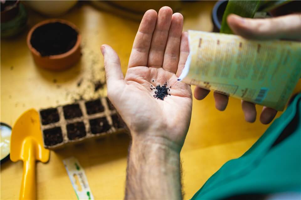 Grow Zucchini from Seedlings