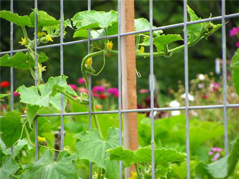 Grow Zucchini on a Trellis