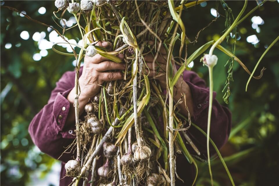 Hardneck Garlic