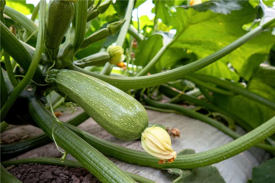 How Long Does Zucchini Take to Grow