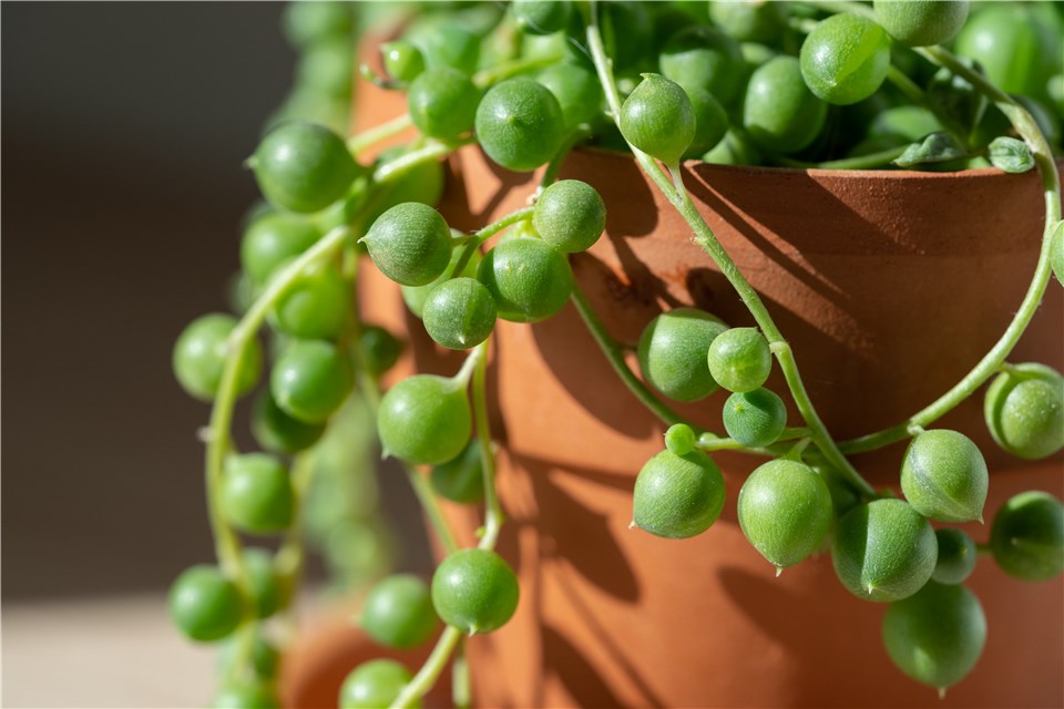 Propagate String of Pearls in Soil