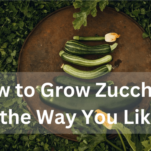 How to Grow Zucchini