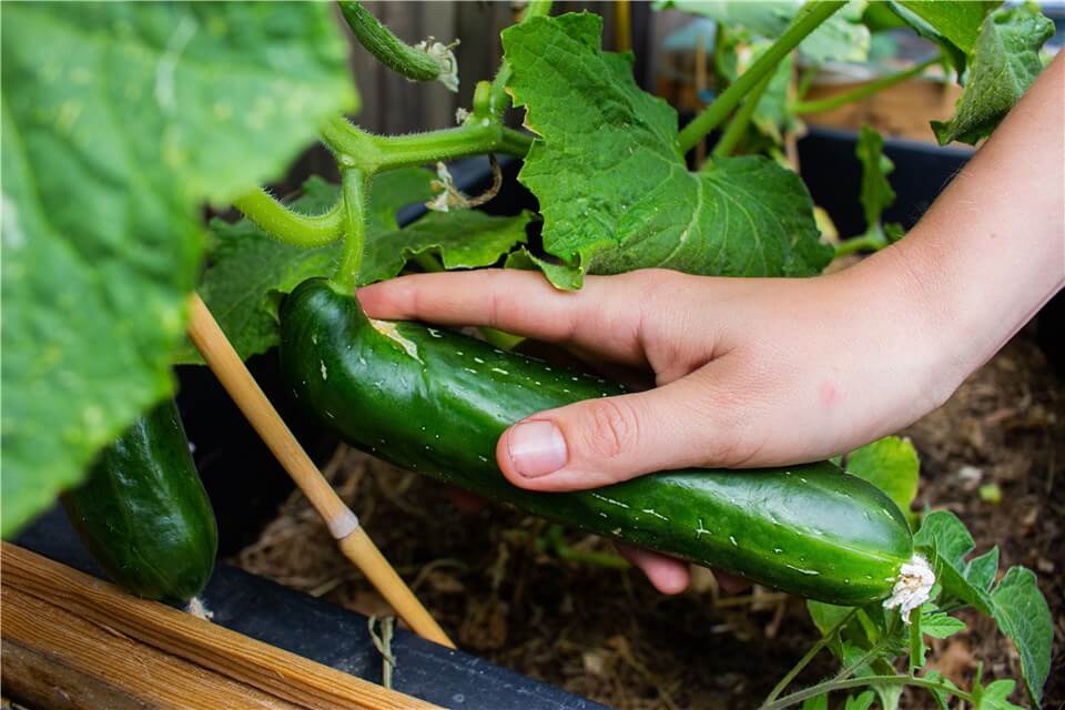 Grow Zucchini in a Pot or Container