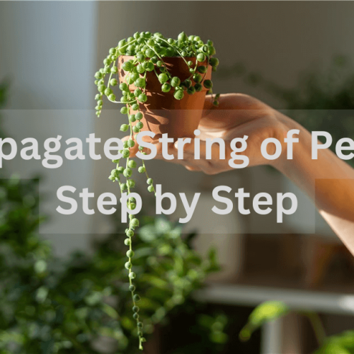 Propagate String of Pearls