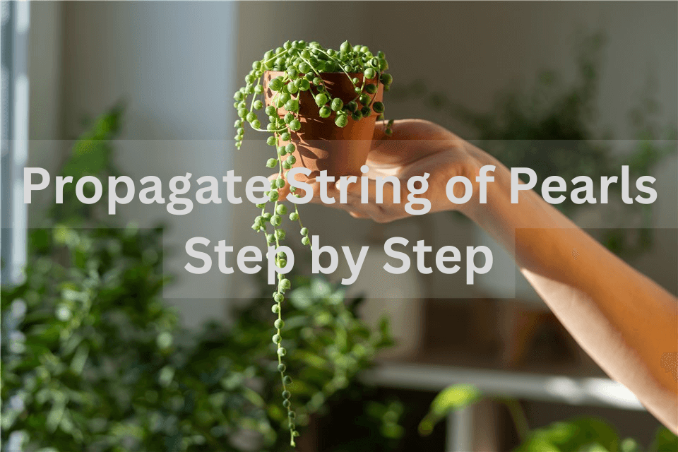 Propagate String of Pearls