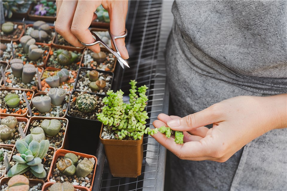 Propagate String of Pearls from One Leaf