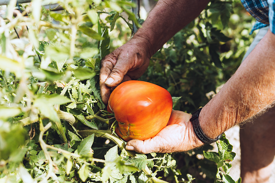 ripening tomatoes