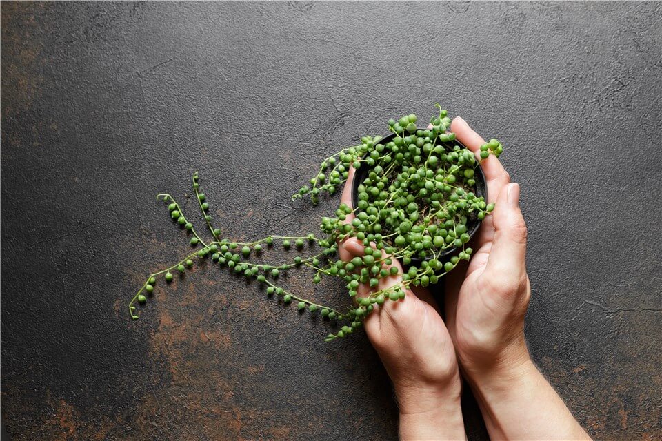 String of Pearls Plant Care