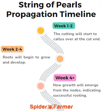 String of Pearls Propagation Timeline