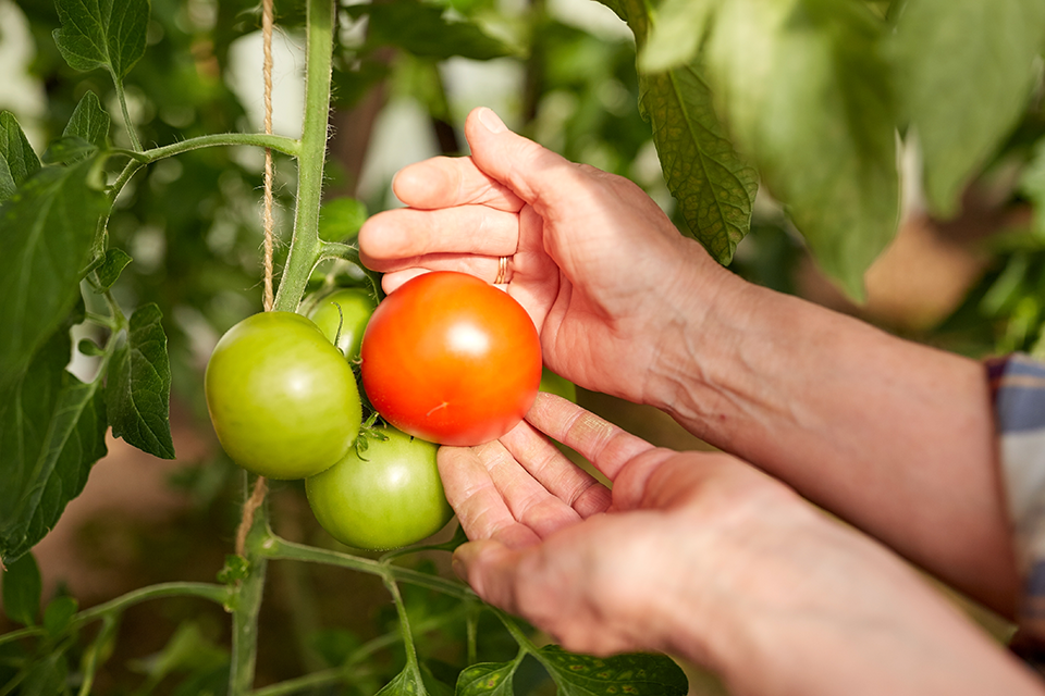 tomato fruiting