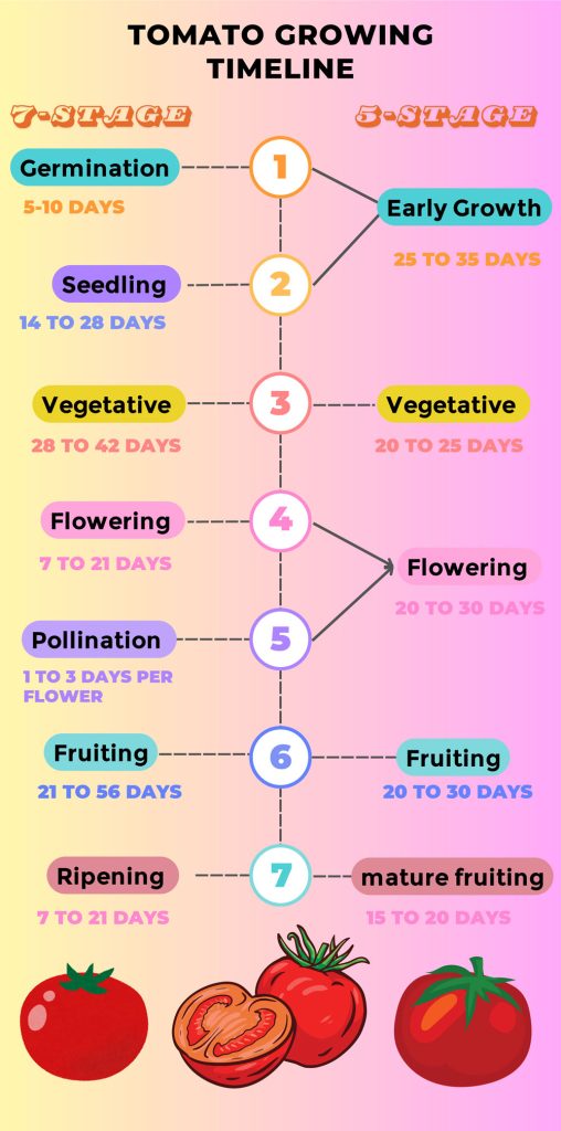 tomato growing stages