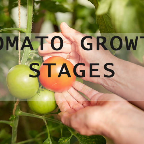 tomato growth stages