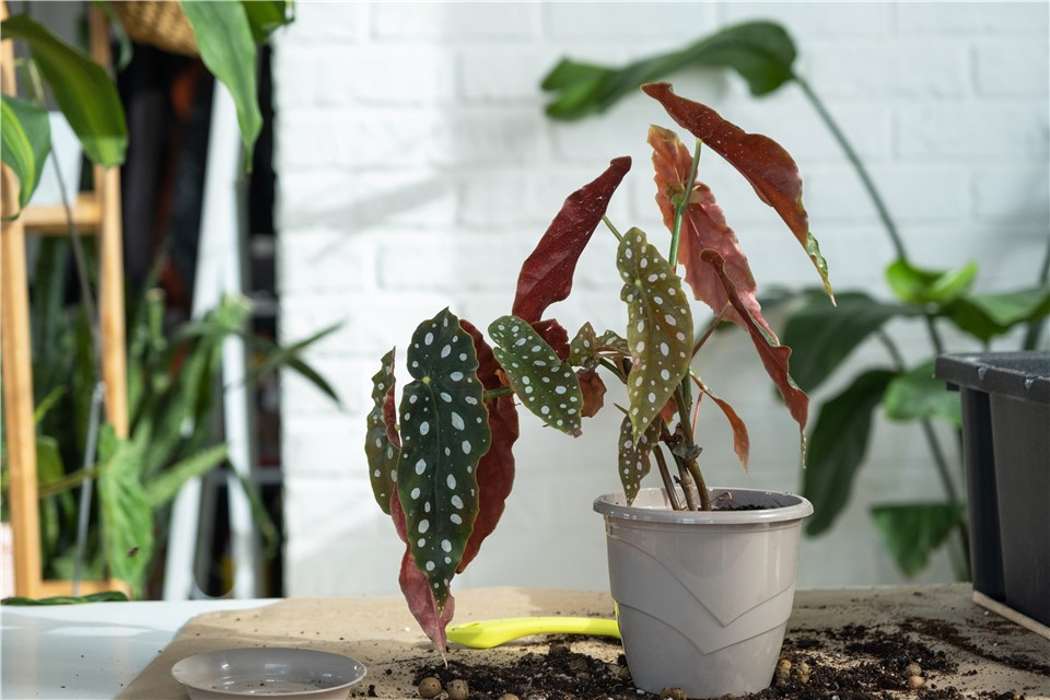 FAQs About Polka Dot Plant Propagation