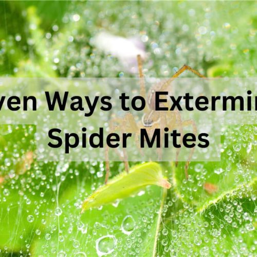 Exterminate Spider Mites